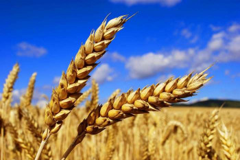 Фермеры из Новой Зеландии побили мировой рекорд по урожайности пшеницы