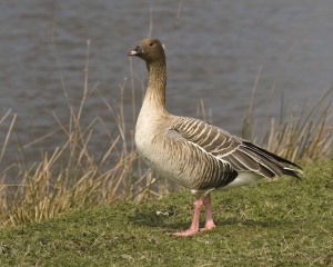 Начинается охота на белолобого и серого гуся, гуся-гуменника и канадскую крякву 
