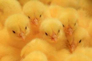 Специалисты выясняют причину пожара в птичнике агрокомбината "Дзержинский"