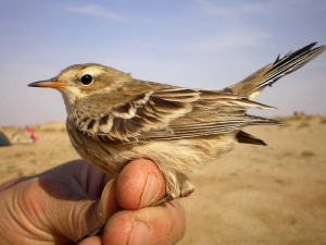 Орнитологи устроят очередную "Гонку за птицами" в Беларуси