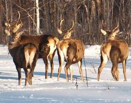 Госинспекция ужесточит контроль за охотхозяйствами