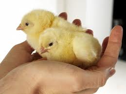 Беларусь ограничила ввоз птицы, диких, зоопарковых и цирковых животных из Италии