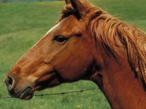 Пограничники задержали микроавтобус с... лошадьми