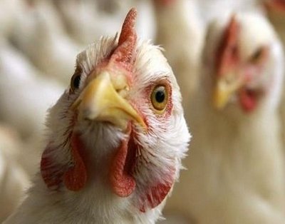 Беларусь запретила ввоз птицы из пяти штатов США
