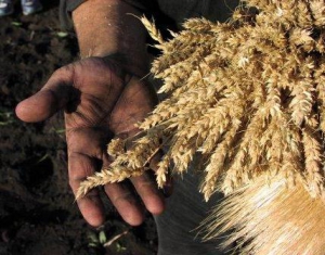 В Гомельской области собран миллион тонн зерна