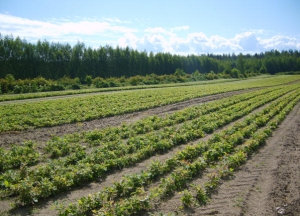  Белорусские лесопитомники приносят доход