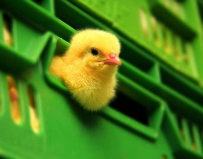 Испания готова поставлять в РФ цыплят и инкубационные яйца