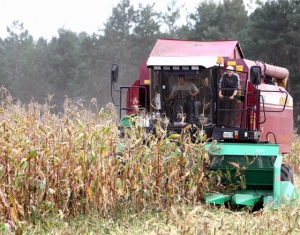 В четырех областях завершена уборка кукурузы на корма