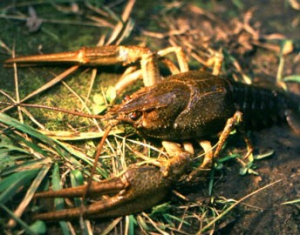 За добычу раков браконьерам из Городокского района грозит уголовное дело