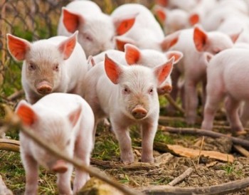 Если ЕС отменит запрет на кормление свиней пищеотходами, затраты снизятся вдвое - экологи