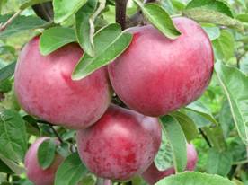 Лучшие сорта белорусских яблонь: посадка и уход