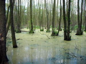 Экологи призывают не строить торфобрикетных заводов на особо охраняемых территориях