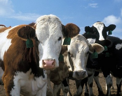 Реализация КРС в феврале увеличилась на 22,9% до 47,2 тыс. тонн