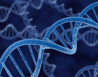 Украина и Беларусь создадут совместный банк ДНК сельскохозяйственных животных