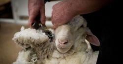 Секреты стрижки овец, советы стригалям и правила хранения шерсти 