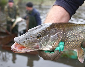 В Беларуси ужесточат контроль за рыбной ловлей в марте