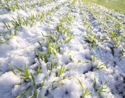 Условия перезимовки озимых культур в Беларуси пока складываются удовлетворительно