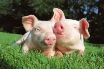 Украина установила антирекорд по количеству вспышек чумы свиней