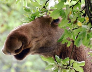  Белорусы спасают лося