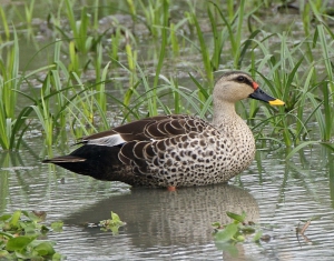 В некоторых районах Беларуси запретили охотиться весной на водоплавающую дичь