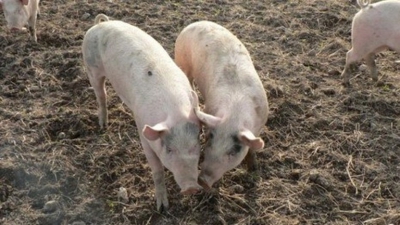 План борьбы с АЧС в Беларуси является государственной тайной