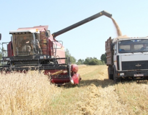 Шкловские хлеборобы получили 57,7 ц/га