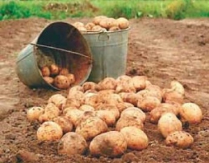 Аграрии Гродненской области приступили к уборке второго хлеба