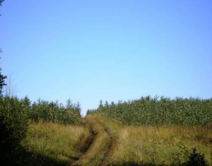 Пустующие земли вводят в сельхозоборот