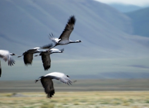 Гостей экофестиваля в Беларуси встретила тысяча журавлей