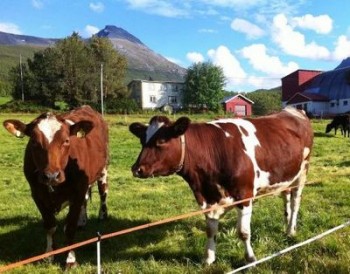 Беларусь приглашает Германию инвестировать в развитие мясной и молочной промышленности