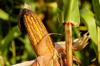Засуха в США ухудшает перспективы урожайности кукурузы