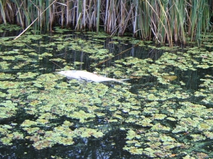 В Мухавце гибнет рыба: к расследованию подключился Следственный комитет