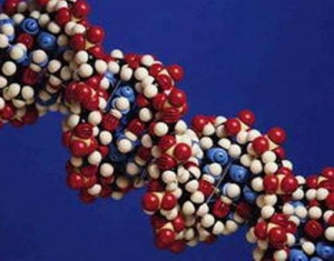 По мнению ученого - Белорусская генетика конкурентоспособна на мировом рынке