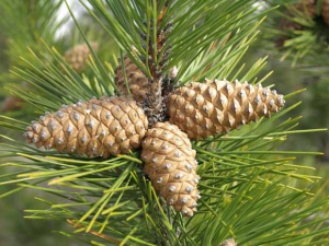 Минлесхоз планирует собрать около 600 тонн шишек  