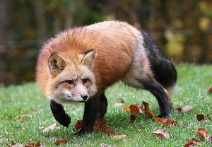 Беларусь будет лечить диких животных с помощью ЕС