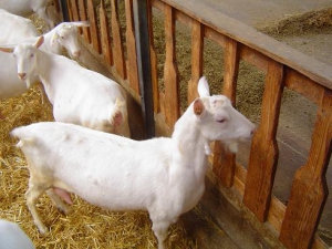 Беларусь запретила ввоз мелких жвачных из Монголии