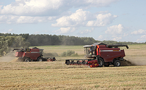 В Беларуси убрано более 80% площадей зерновых и зернобобовых