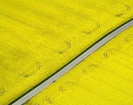 Беларусь снижает зависимость от импорта растительных масел