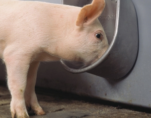 В Минской области будут ликвидированы фермы с низким привесом свиней