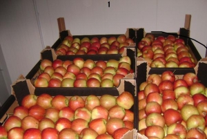 Левандовска: товарооборот сельхозпродукции надо увеличивать