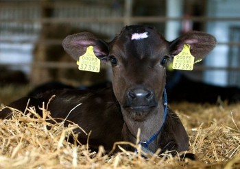 В Беларуси утвердили порядок идентификации и регистрации сельскохозяйтвенных животных