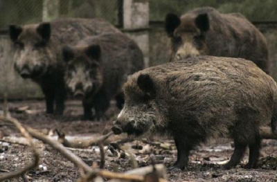 Из-за чумы свиней в некоторых районах идет отстрел диких кабанов