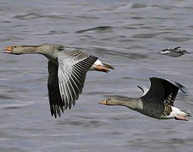 Сезон охоты на пернатую дичь в Беларуси открывается 9 марта