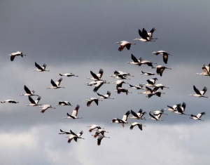 Мониторинг заболеваемости птиц гриппом в Беларуси продолжается