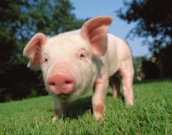 В ЕС запустили программу помощи свиноводам, пострадавшим от эмбарго