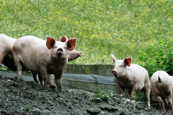 Установлены объемы тарифных квот на ввоз на территорию Республики Беларусь свинины и мяса птицы в 2024 году