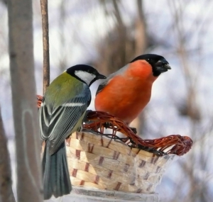 Рейды на пользу природе