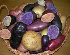Ученые Беларуси вывели розовую, синюю и фиолетовую картошку