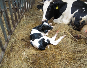 В Витебской области перейдут на беспривязное содержание молочного стада 