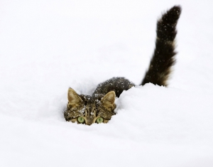 Высота снега в Минске достигла 40 см